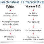 Diferencia entre anemia megaloblástica y perniciosa