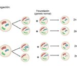 Diferencia entre aneuploidía y poliploidía