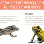 Diferencia entre anfibios y reptiles