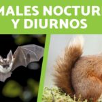 Diferencia entre animales nocturnos y diurnos