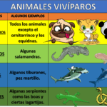 Diferencia entre animales ovíparos y vivíparos