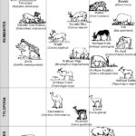Diferencia entre animales rumiantes y no rumiantes