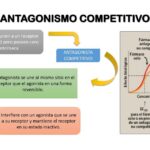 Diferencia entre antagonismo competitivo y no competitivo