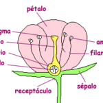 Diferencia entre antera y estigma