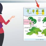 Diferencia entre Antheridium y Archegonium