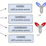 Diferencia entre anticuerpo quimérico y humanizado