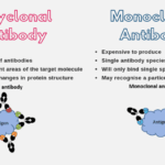Diferencia entre anticuerpos monoclonales y policlonales