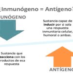 Diferencia entre antigenicidad e inmunogenicidad