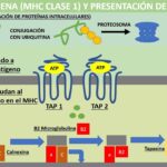 Diferencia entre antígenos exógenos y endógenos