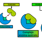 Diferencia entre apoenzima y coenzima