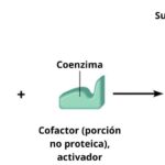 Diferencia entre apoenzima y holoenzima