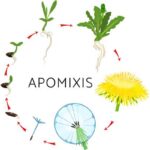 Diferencia entre apomixis y partenocarpia