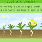 Diferencia entre apomixis y partenogénesis