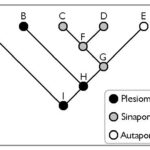 Diferencia entre apomorfía y plesiomorfía