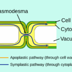 Diferencia entre Apoplast y Symplast