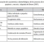Diferencia entre apoptosis y necrosis