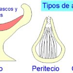 Diferencia entre apotecio y peritecio