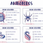 Diferencia entre arácnidos y crustáceos