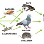 Diferencia entre bioacumulación y magnificación biológica