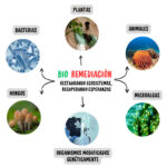 Diferencia entre biodegradación y biorremediación