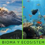 Diferencia entre bioma y ecosistema