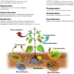 Diferencia entre biorremediación y fitorremediación