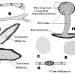 Diferencia entre biótrofos y necrótrofos