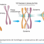 Diferencia entre bivalente y tétrada