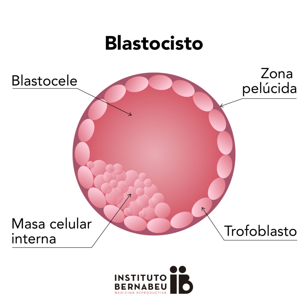 Diferencia entre blastocisto y embrión - PEDIAEXPERTOS