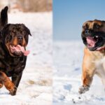 Diferencia entre boerboel y rottweiler