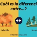 Diferencia entre bosque siempreverde y bosque caducifolio