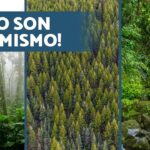 Diferencia entre bosque y jungla