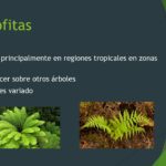 Diferencia entre briofitas y pteridofitas