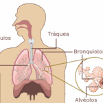 Diferencia entre bronquios y bronquiolos