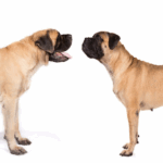 Diferencia entre Bullmastiff y Mastín Inglés