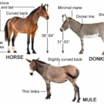 Diferencia entre burro y mula