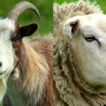 Diferencia entre cabra oveja y cordero