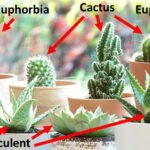 Diferencia entre cactus y euforbia