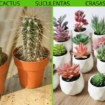 Diferencia entre cactus y suculentas