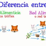 Diferencia entre cadena alimentaria y red alimentaria