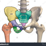 Diferencia entre cadera y pelvis