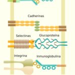 Diferencia entre cadherinas e integrinas