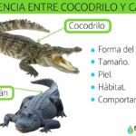 Diferencia entre caimán y cocodrilo