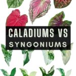 Diferencia entre Caladium y Syngonium