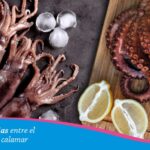 Diferencia entre calamar y pulpo