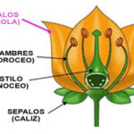 Diferencia entre cáliz y corola