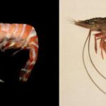 Diferencia entre camarones y langostinos