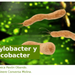 Diferencia entre Campylobacter y Helicobacter