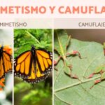 Diferencia entre camuflaje y mimetismo