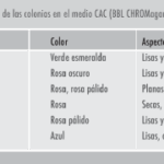 Diferencia entre Candida albicans y Candida glabrata